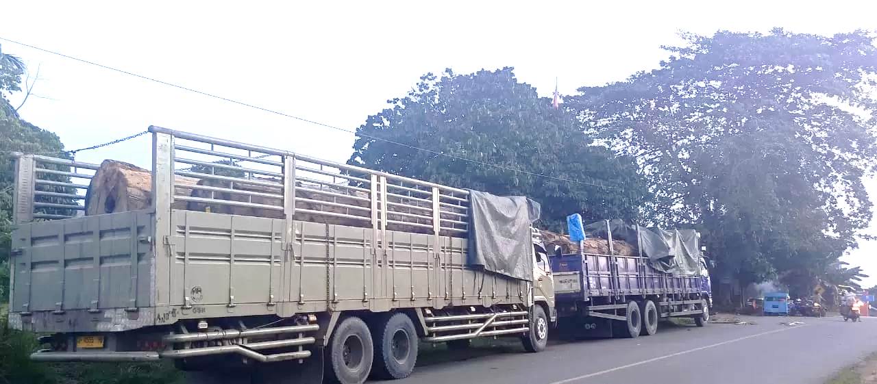 Dua unit truk tronton bermuatan kayu yang sempat diberhentikan oleh warga di wilayah Kutai Barat. Peristiwa ini terjadi atas dasar laporan warga kepada Presidium Dewan Adat (PDA) Kubar, yang kemudian memfasilitasi mediasi antara pelapor dan pihak pemilik unit dan Kayu (Foto: Ist/Reportaseexpose.com – Johansyah)