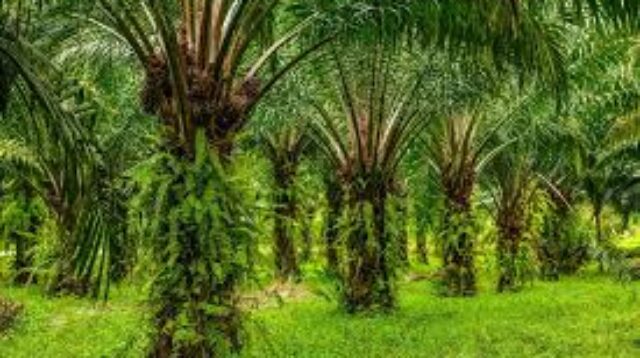 Ilustrasi kebun kelapa sawit milik petani plasma di Kabupaten Kutai Barat yang menjadi bagian dari kemitraan perkebunan sawit.