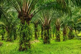 Ilustrasi kebun kelapa sawit milik petani plasma di Kabupaten Kutai Barat yang menjadi bagian dari kemitraan perkebunan sawit.