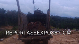 Aktivitas Truk Angkutan Kayu Log diduga dari PT BDL Di Long Daliq Kecamatan Long Iram. Penulis: Johansyah