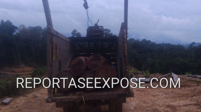 Aktivitas Truk Angkutan Kayu Log diduga dari PT BDL Di Long Daliq Kecamatan Long Iram. Penulis: Johansyah